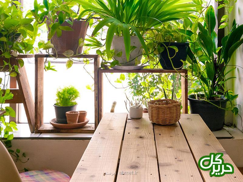 چند ترفند آسان برای زیبا شدن منزلتان با گیاهان آپارتمانی